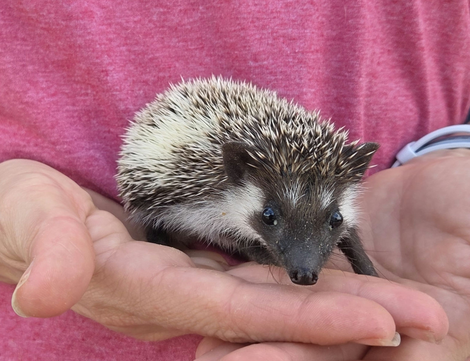 Elm – Male Hedgehog photo 5