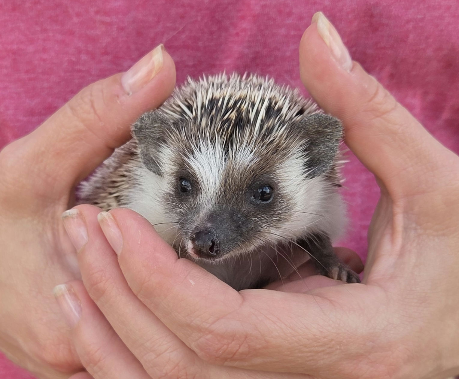 River – Female Hedgehog photo 2