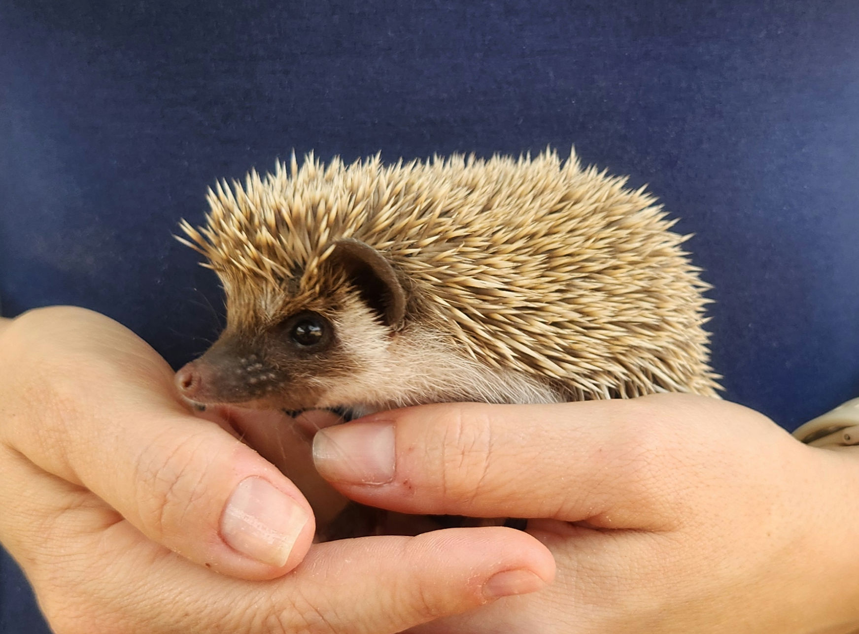 Lewie – Male Baby Hedgehog photo 3