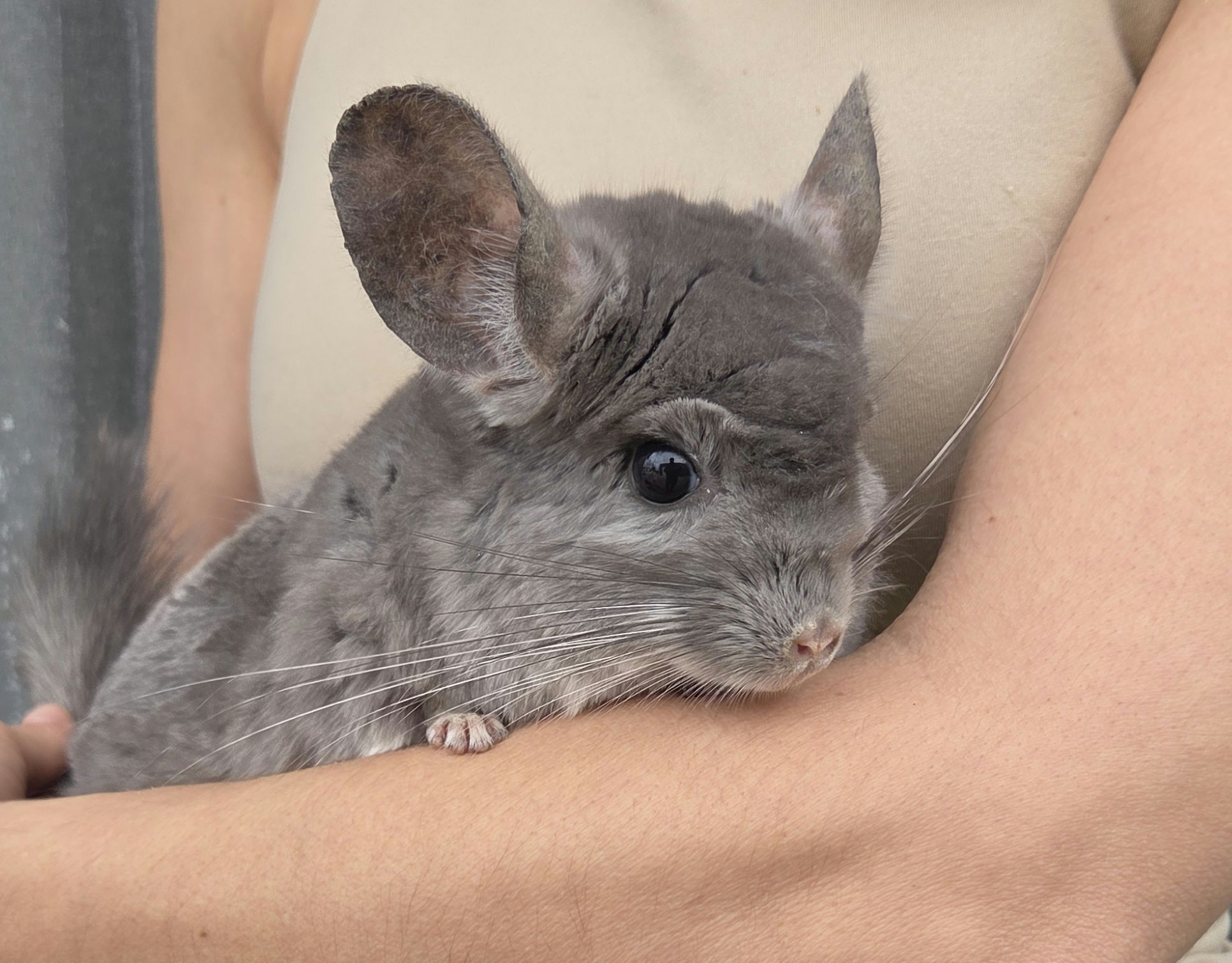 CHINCHILLA for sale.jpg