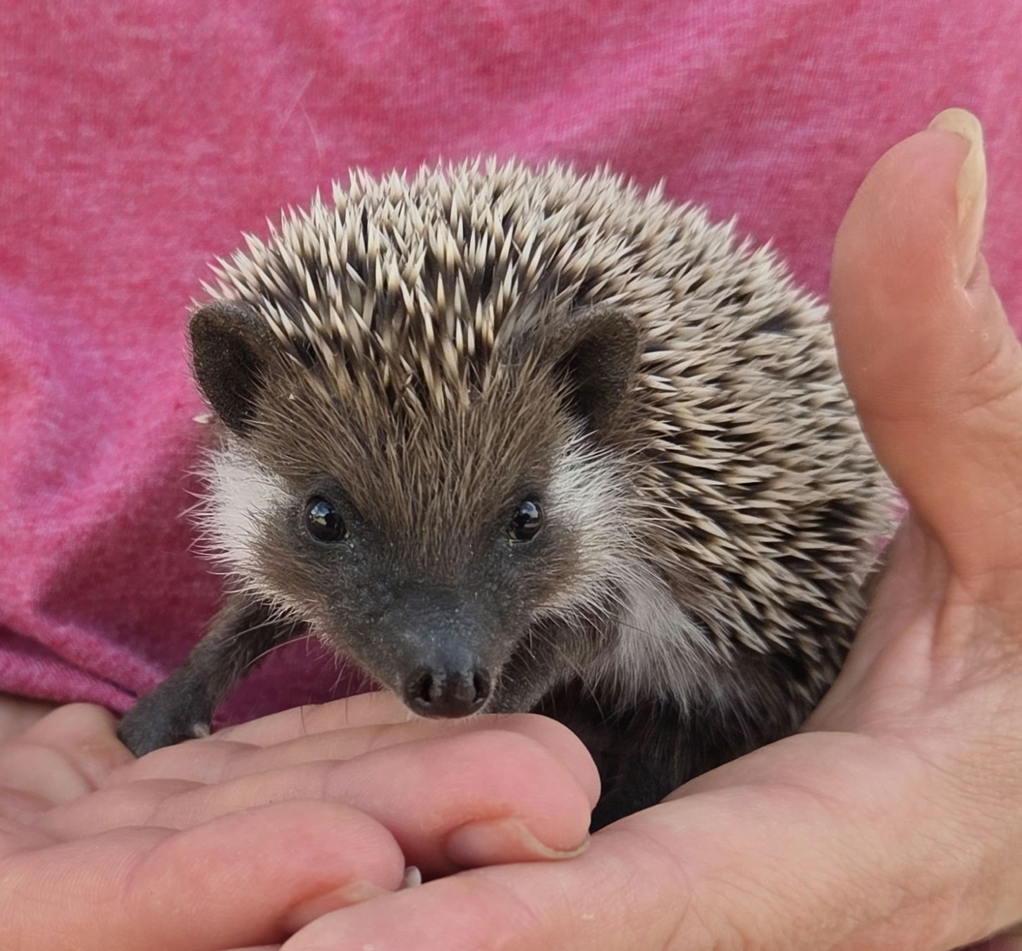 Ajax – Male Hedgehog photo 6