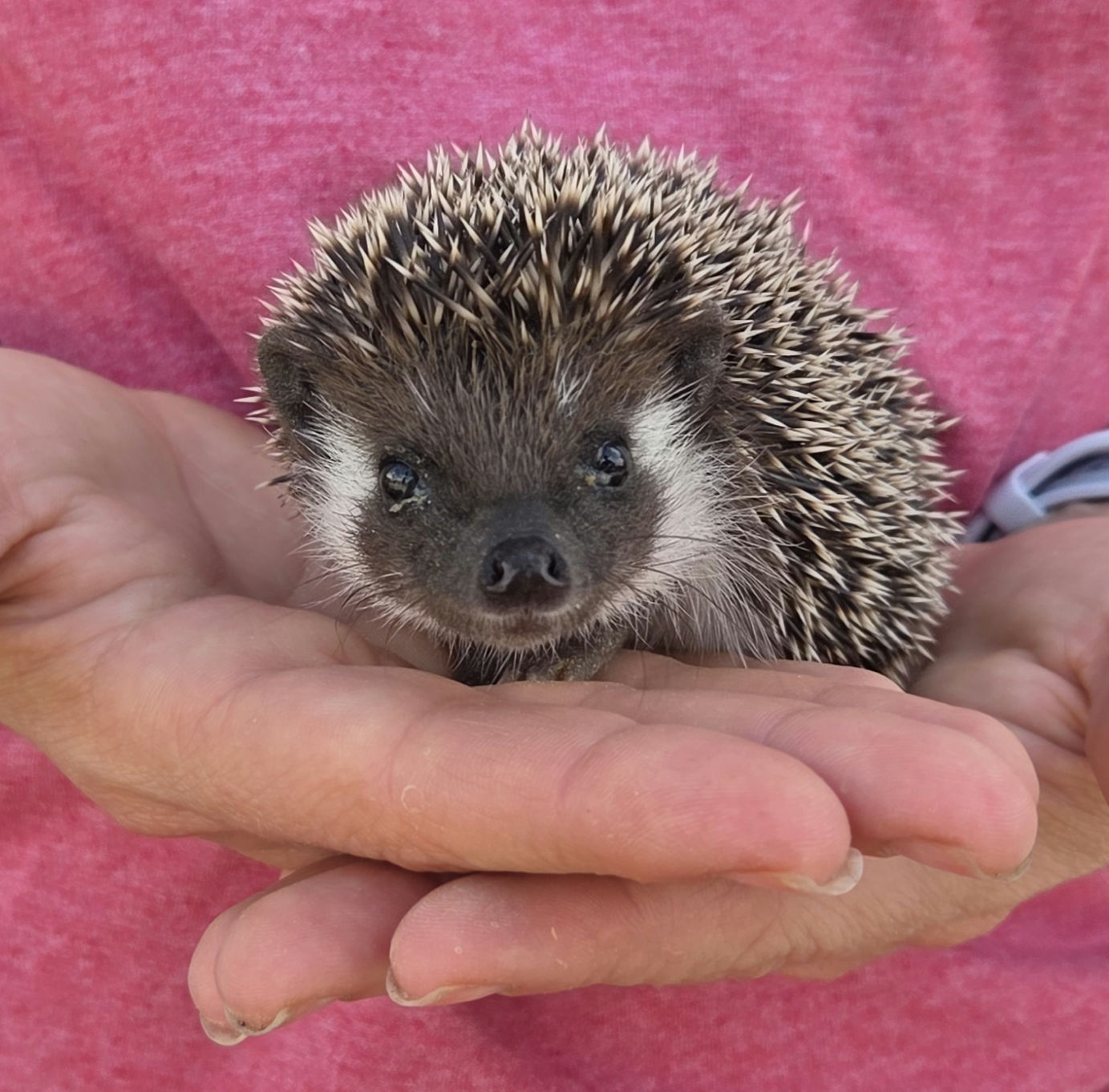 Fitz – Male Hedgehog photo 4