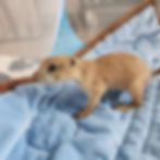 baby prairie dogs for sale