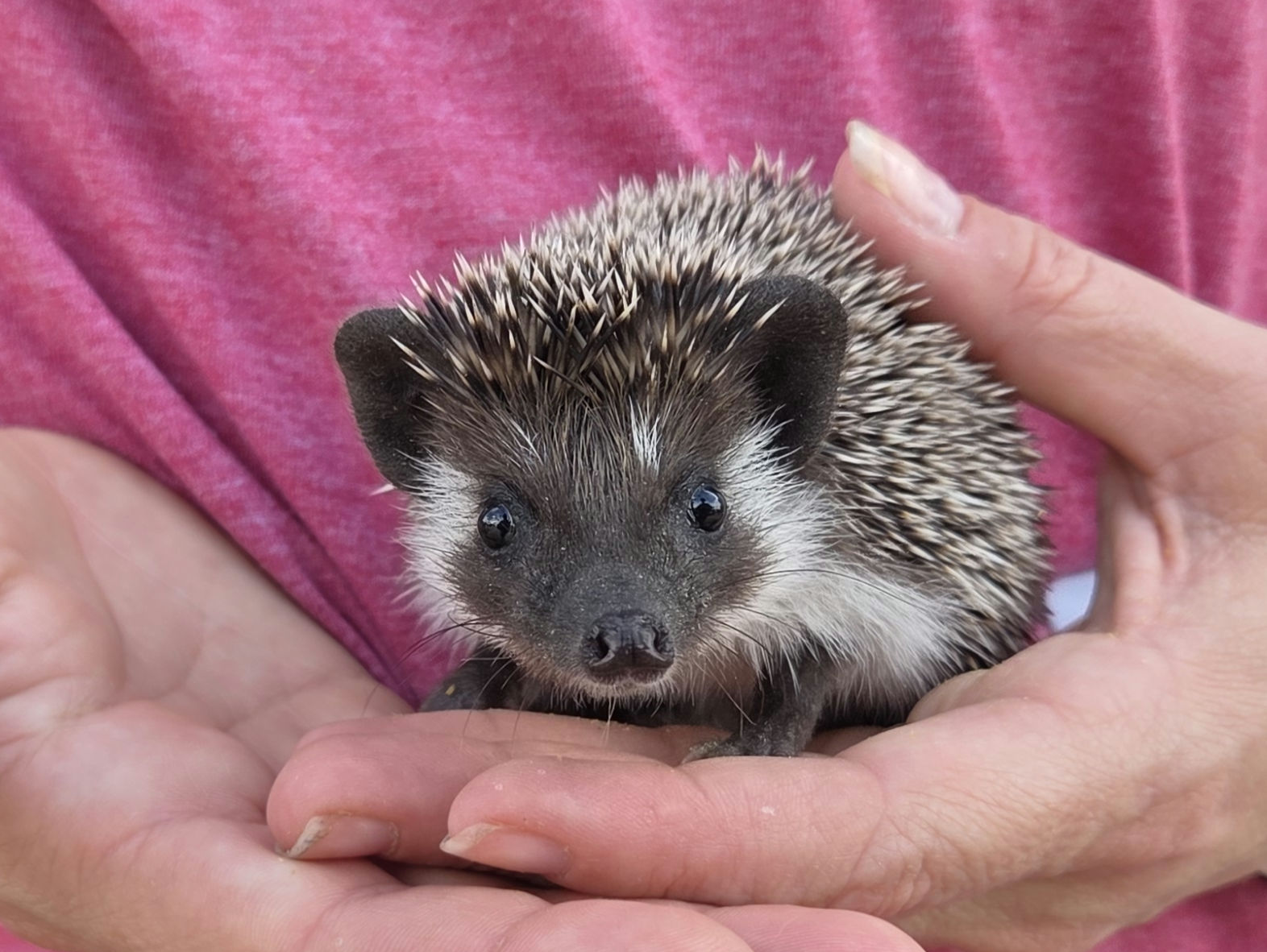 Spruce – Male Hedgehog photo 5