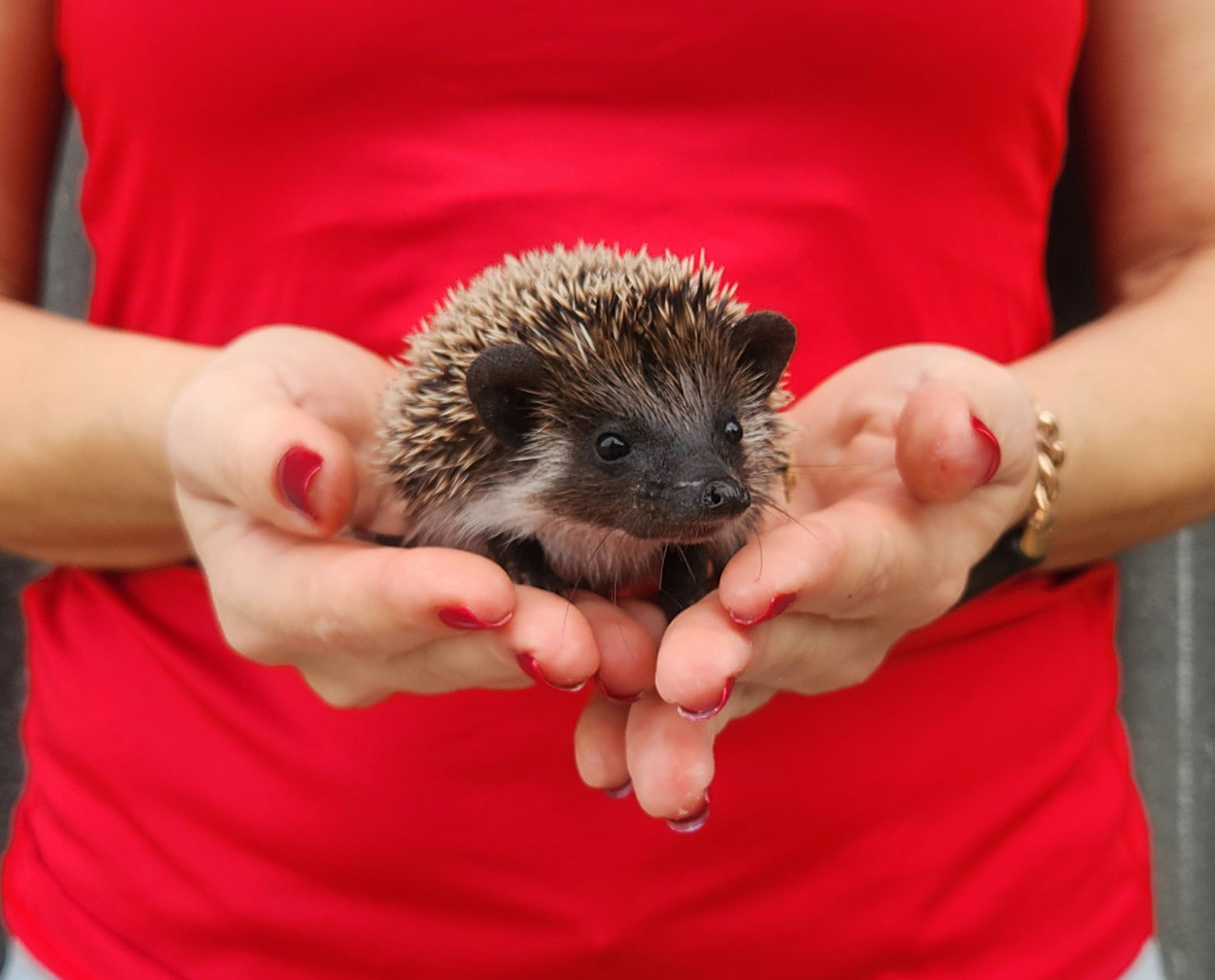 Prancer – Male Hedgehog photo 5