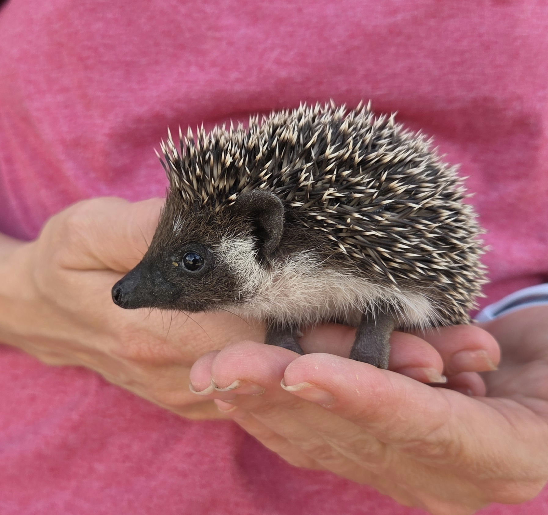 Fitz – Male Hedgehog photo 3