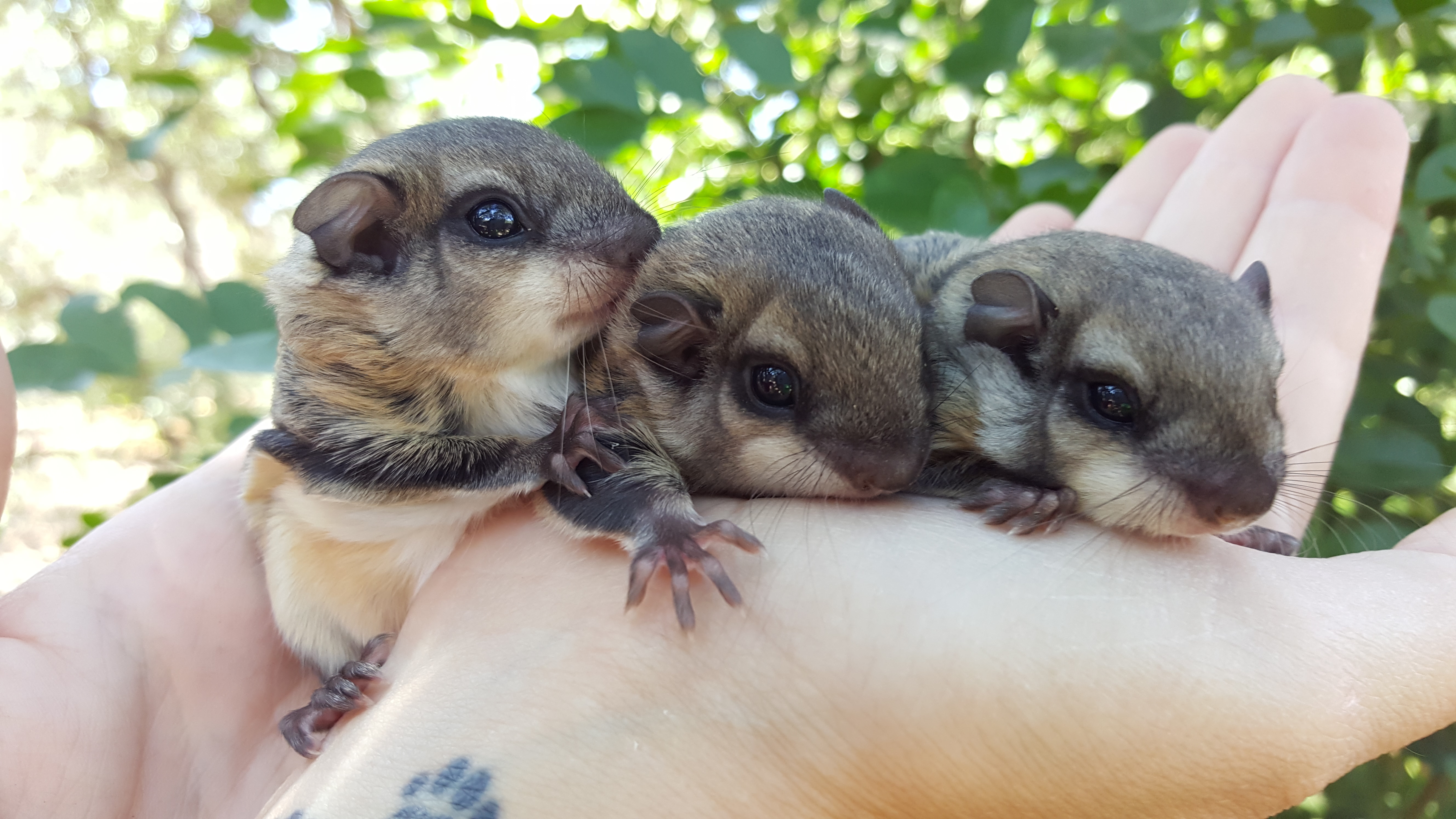 rottweiler puppies for sale olx
