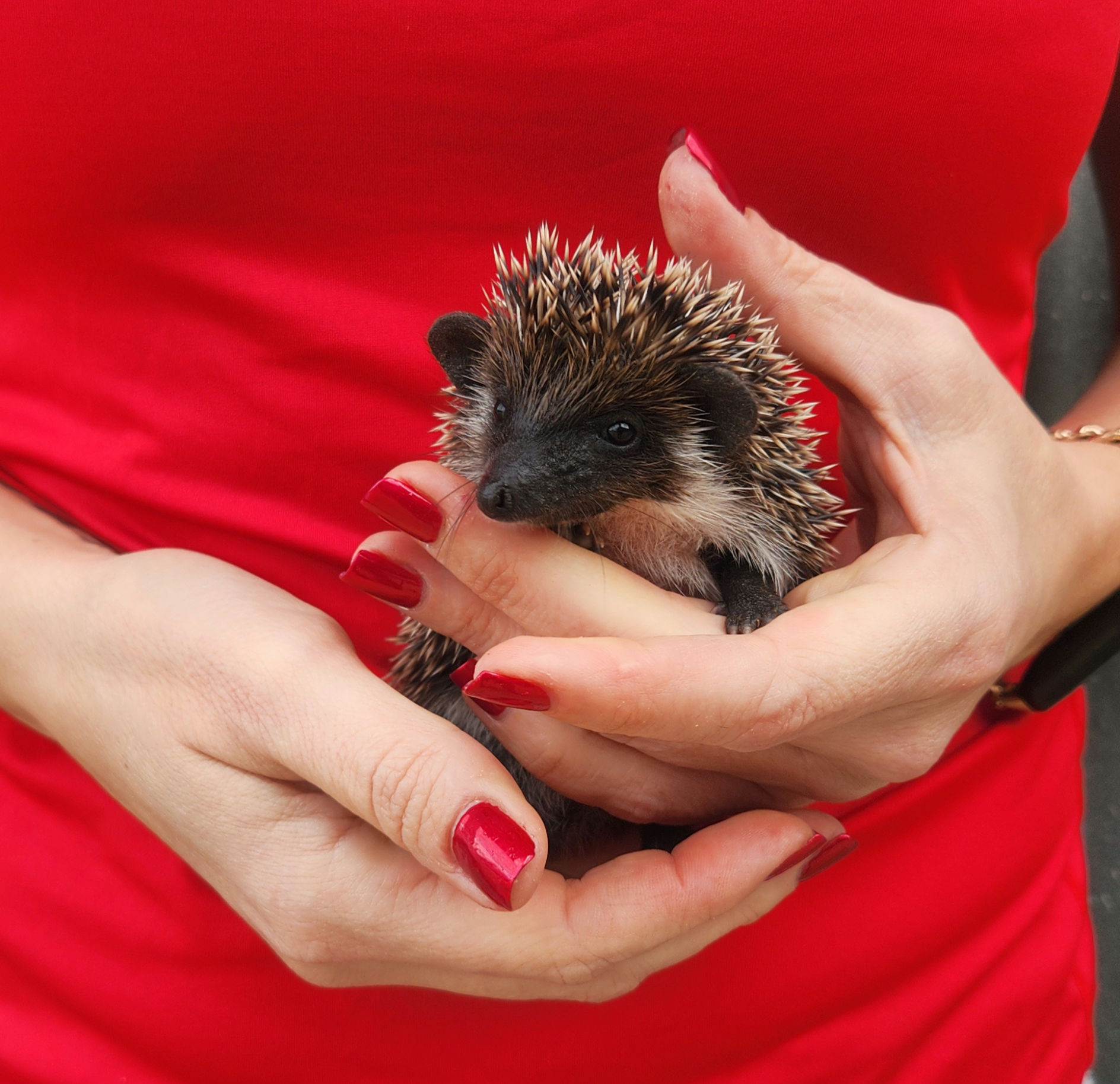 Prancer – Male Hedgehog photo 3