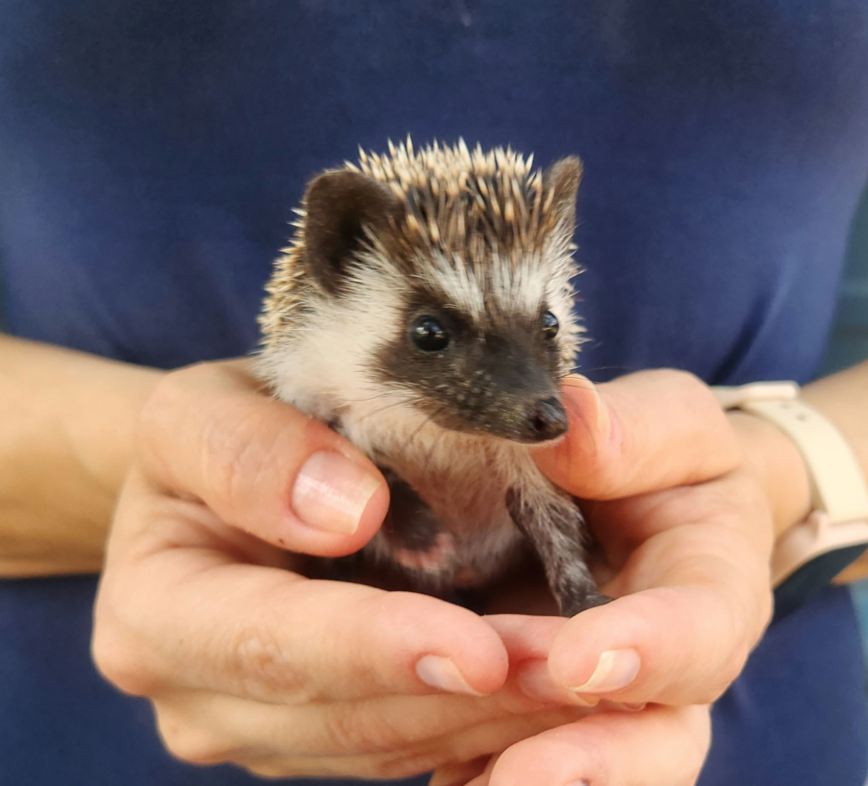 Farmer – Male Baby Hedgehog photo 3