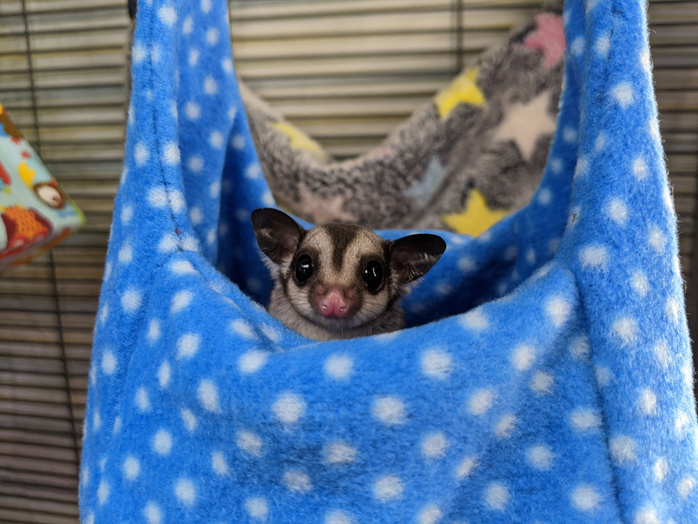 Sugar Glider InDepth Pet Care