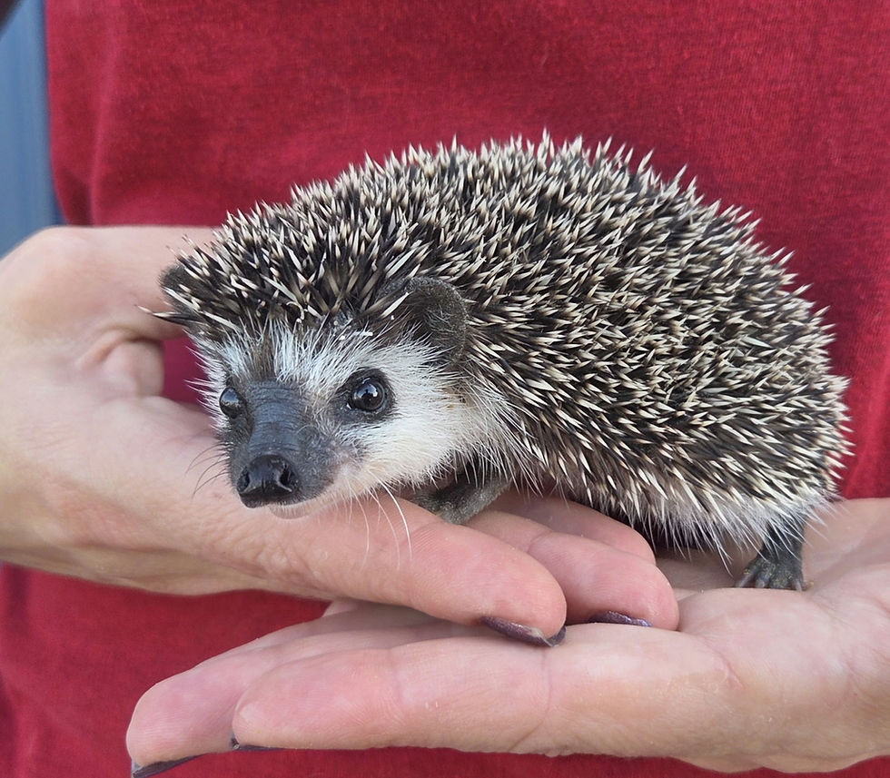 Hedgehog for sale
