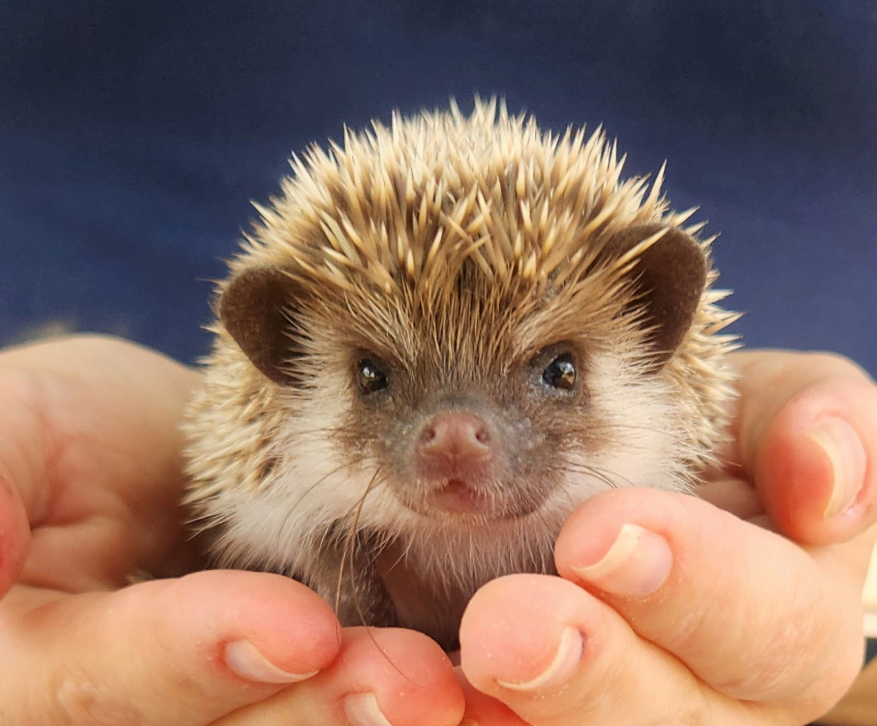Lewie – Male Baby Hedgehog