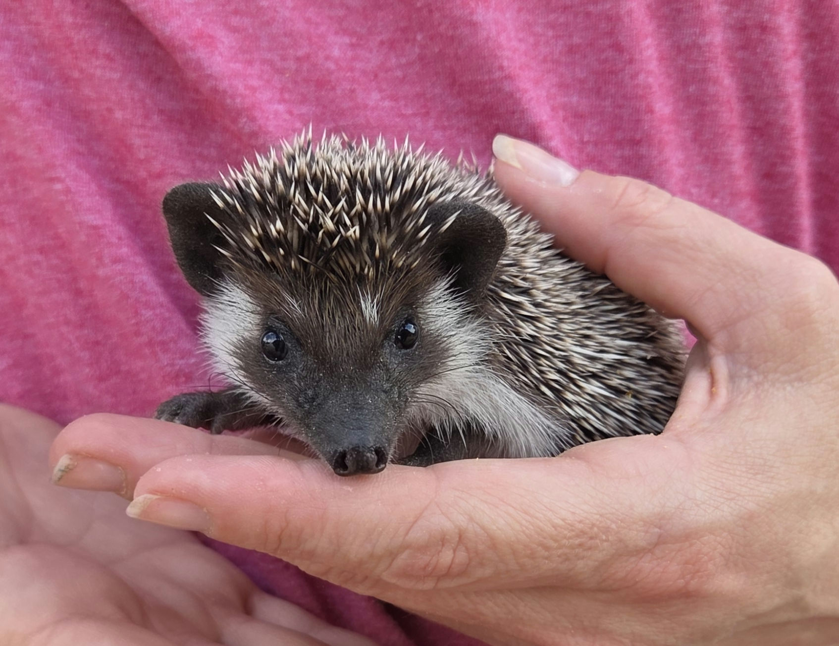 Spruce – Male Hedgehog