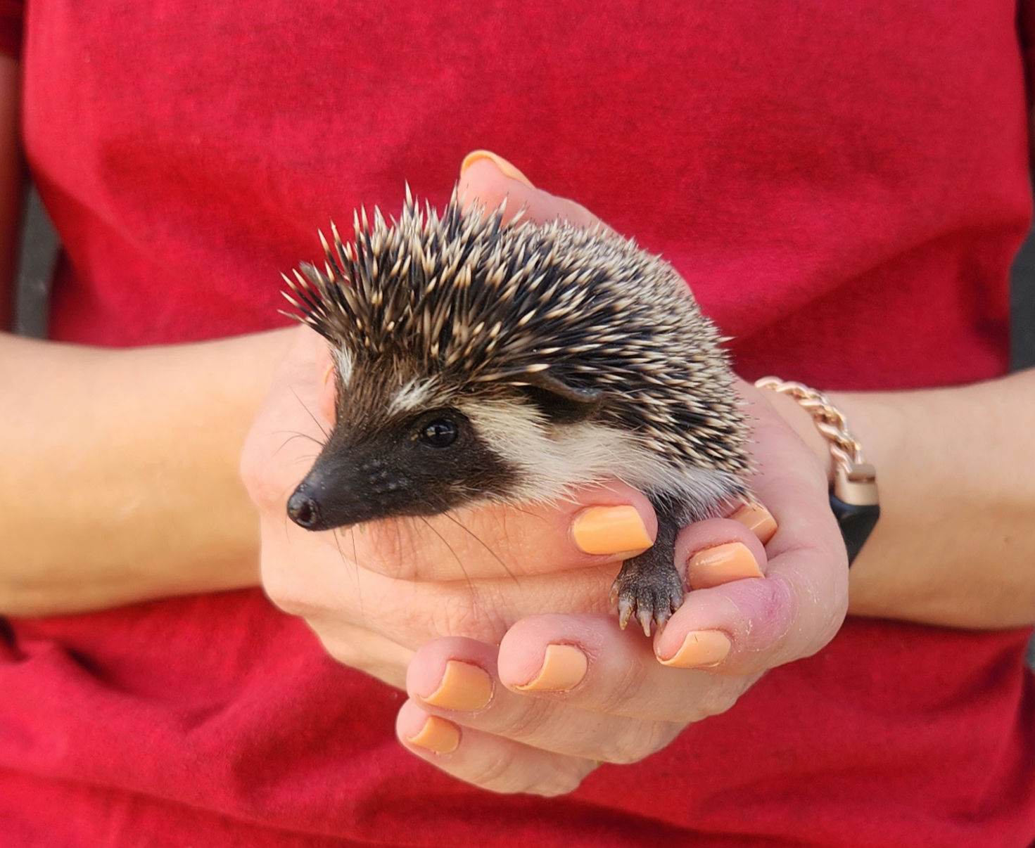 Veruka – Female Hedgehog photo 5