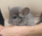 CHINCHILLA for sale.jpg