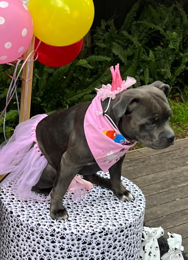 Thumbnail: Oh My Barkday Pawty - Package 3