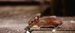 Mouse