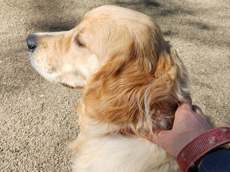 Réponse chien qui grogne : comment réagir face à un chien qui grogne ?