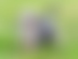 Découverte du jardin par un berger australien