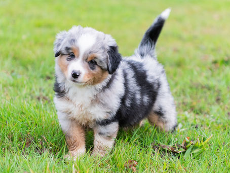 Découverte du jardin par un berger australien
