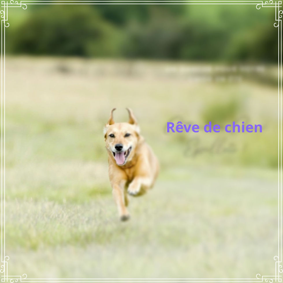 Un chien qui revient à nous sur un simple appel : rêve ou réalité ? Surtout le résultat d'un patient travail.