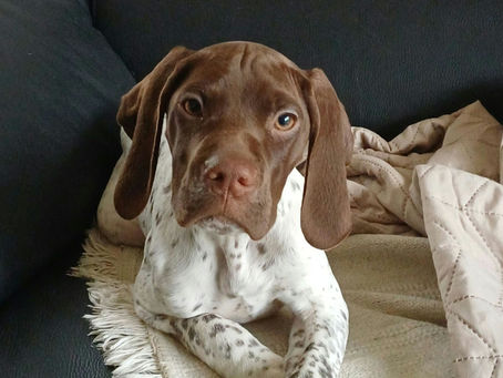 Cours chiot éducatifs : Apprenez à éduquer votre chiot à Tours et Montlouis sur Loire