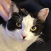 Zefi my cat