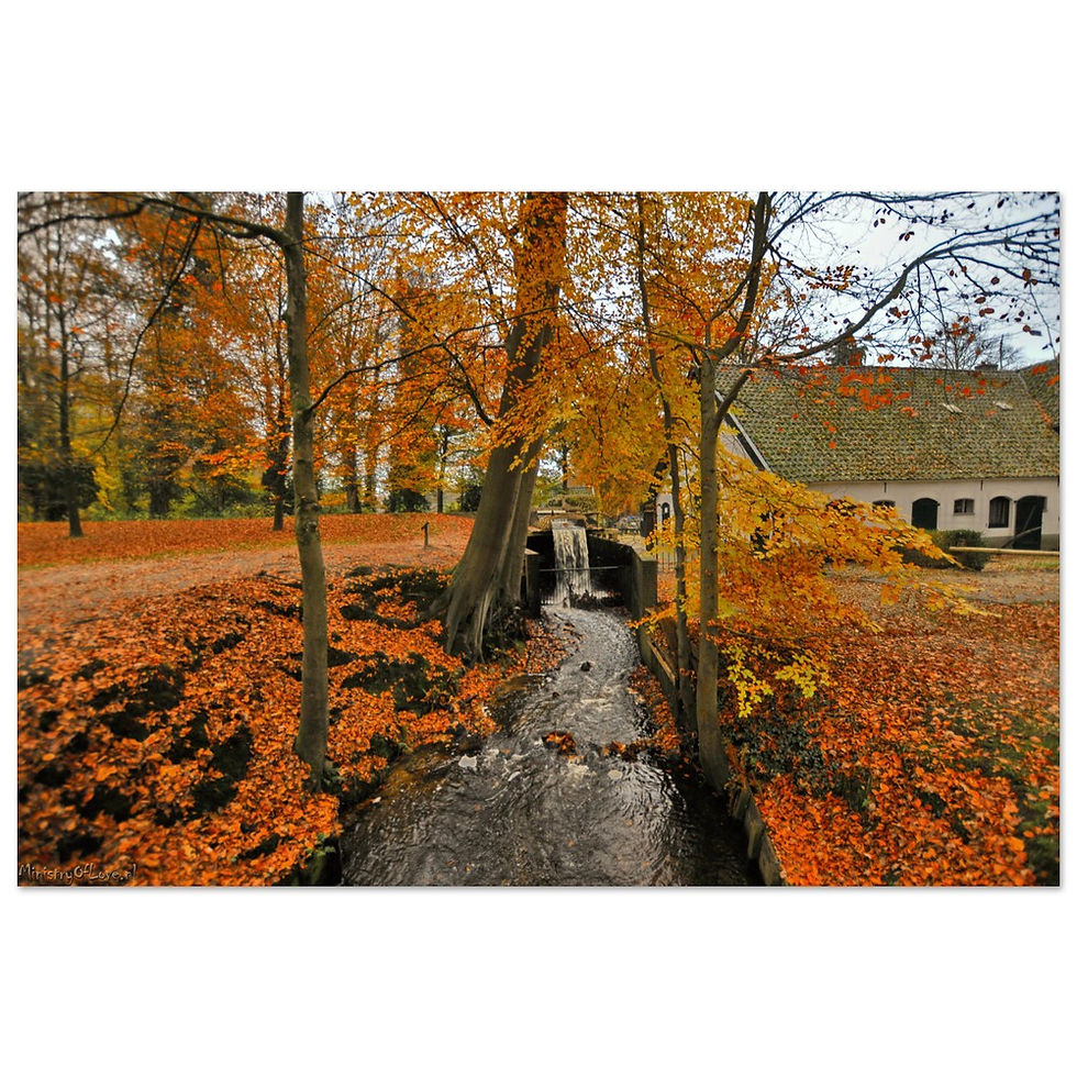 Thumbnail: Stream flows through the autumn forest with colorful trees and houses in distance