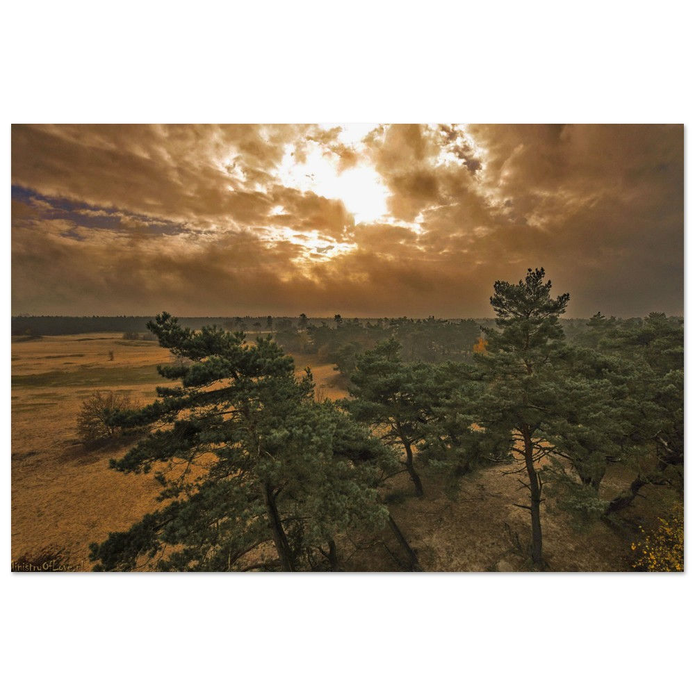 Dramatic landscape with trees, sun, and clouds. Overhead view of a forest.