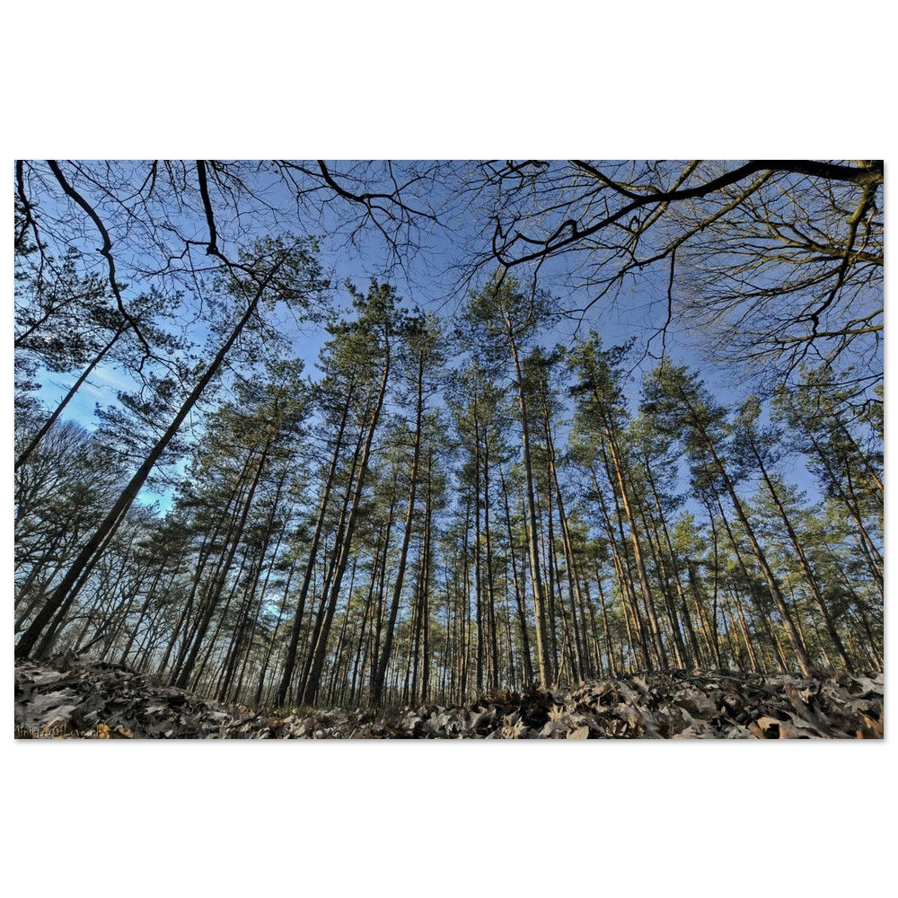 Tall trees reaching for the sky in a dense forest, blue sky background.