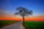 Lonely tree stands on road with colorful sky background at sunset