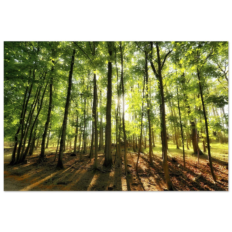 Thumbnail: Sunlight streams through the tall trees of a lush green forest canopy.