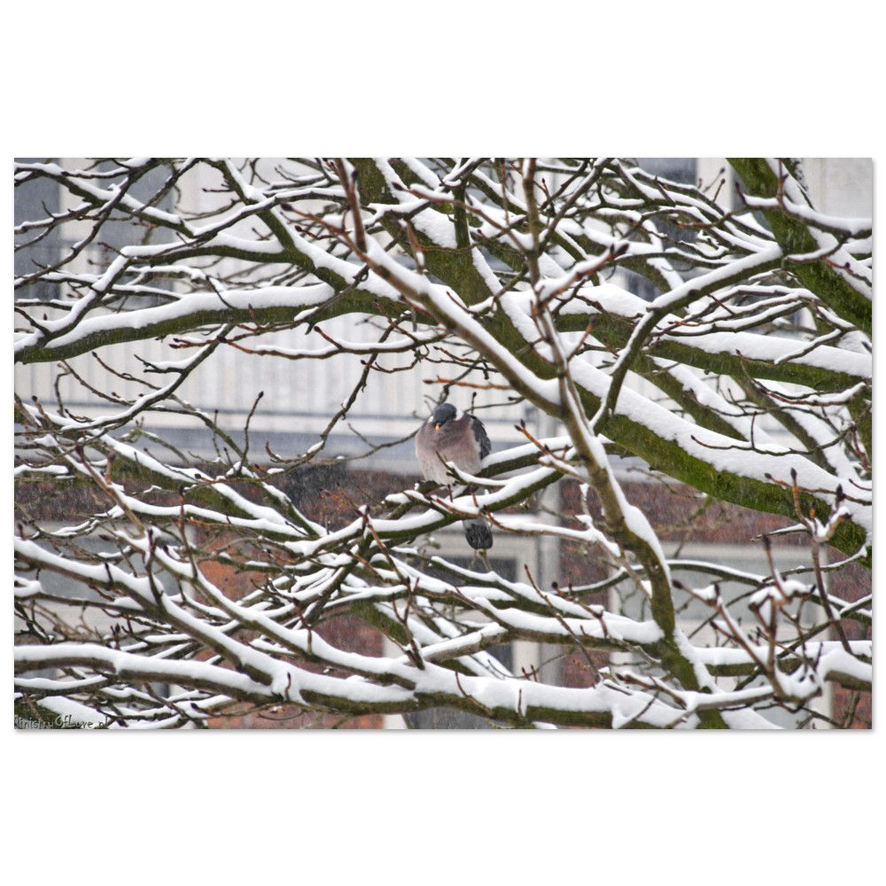 Snow-covered tree branches with a bird perched, visible background buildings.
