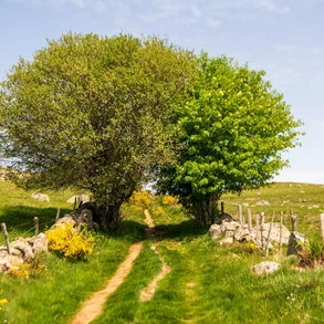 randonnée en groupe aubrac