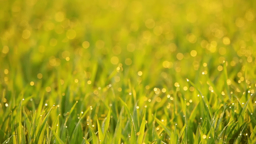 grass