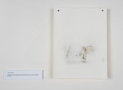 Drawings of Farm Pigs