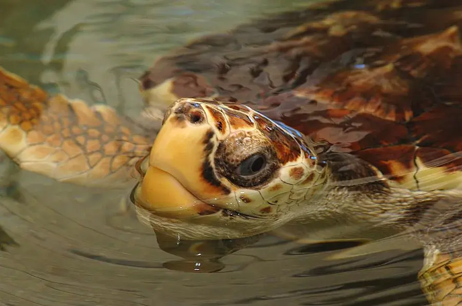Remada com Tartarugas em Penha: Natureza, Aventura e Desconto Exclusivo para Hóspedes by Bia