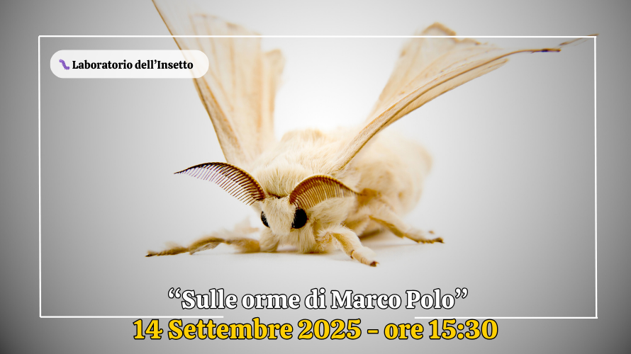 🐛"Sulle orme di Marco Polo"