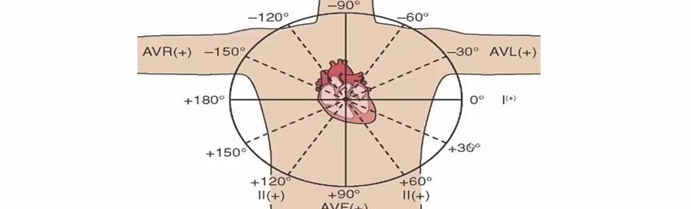 cardiac axis_edited.jpg