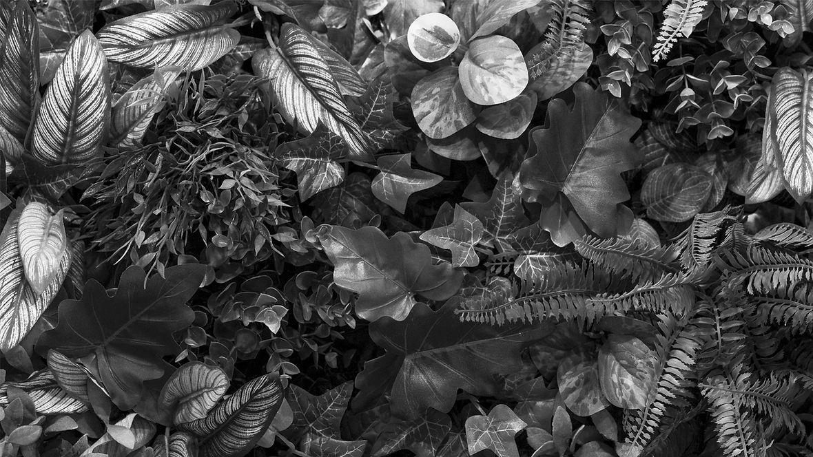 Background (1)_edited.jpg