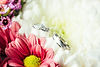 Wedding rings on white and pink flowers. Wedding Photography in leeds and yorkshire.