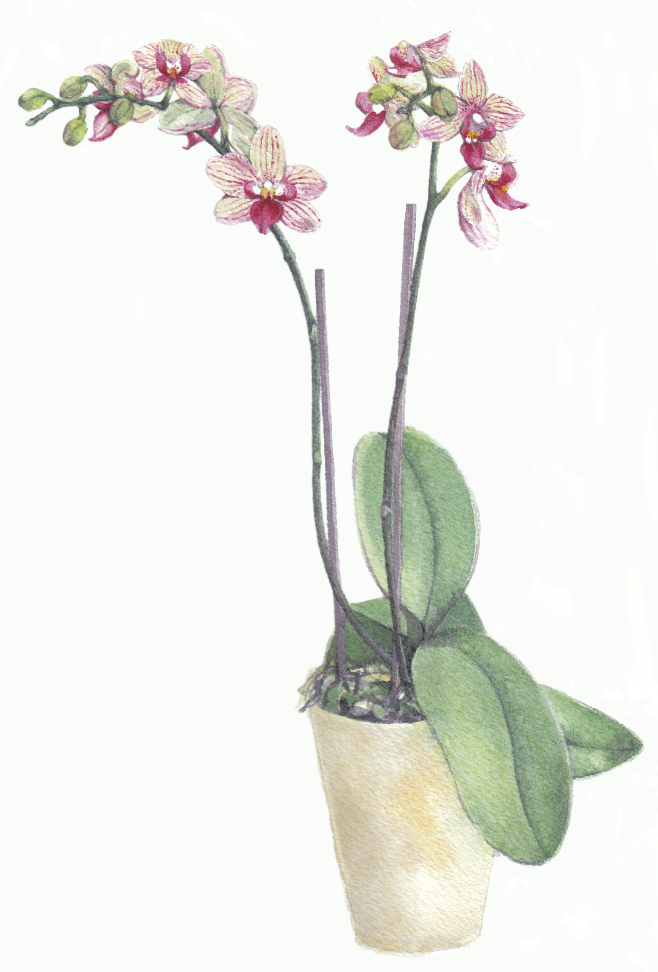 Orchid in watercolours