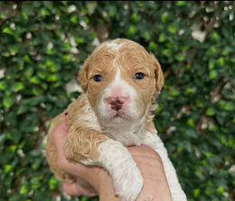 660953107_1476642154164807_827586267764086978_n