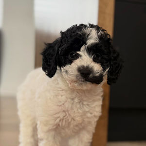 Pikelle - Golden Doodle mini