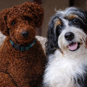 Abby & Roberto (Bernedoodle)