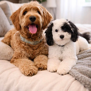 Zora & Oréo (Golden Doodle)