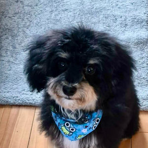 Shadow - Caniche miniature