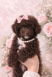 613144099_1605059737337792_36175096468657574_n