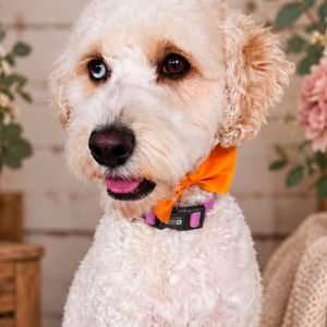 Luna - Cockapoo