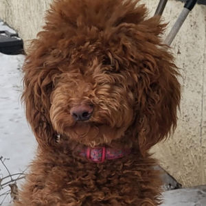 Chanel - Caniche Royal